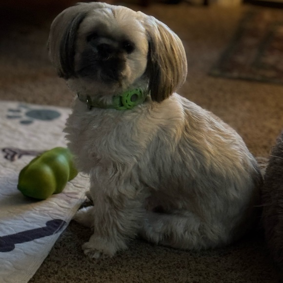 Meet your Posher, Scarlet - Picture 2 of 4